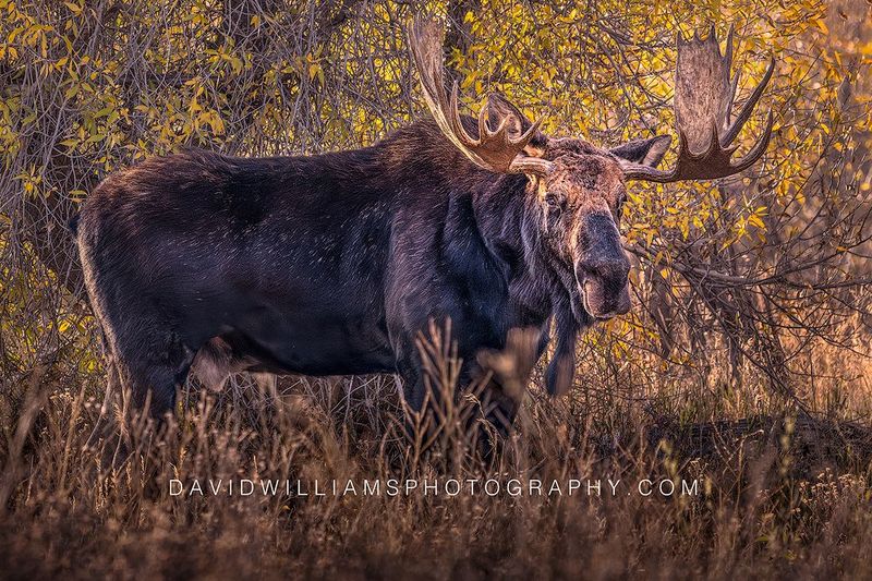 Moose S NZ92361 Moose S NZ92361