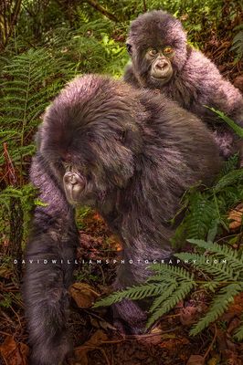 African Gorilla & Primate Photography