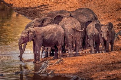 African Elephant Photography