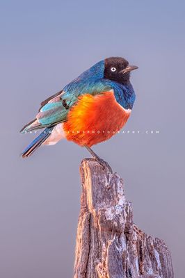 Superb-Starling_D854671 Superb-Starling_D854671