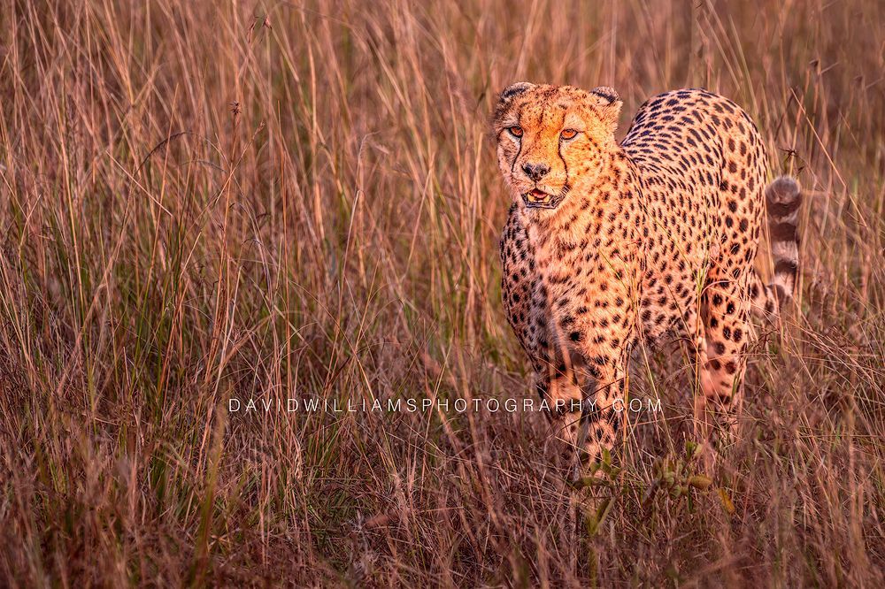 Cheetah S NZ93639