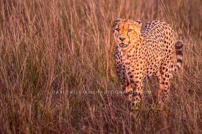 Cheetah S NZ93639 Cheetah S NZ93639