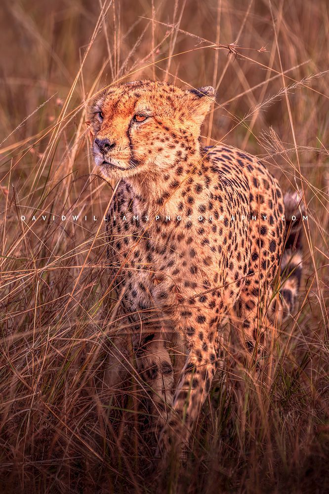 Cheetah S NZ93559