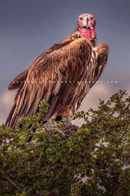 Vulture S NZ93328 Vulture S NZ93328