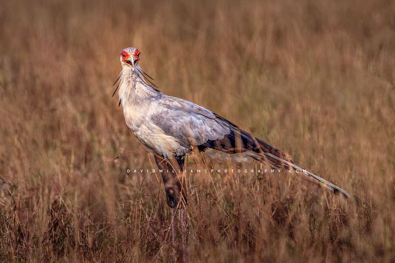 Secretary Bird NZ93340 Secretary Bird NZ93340