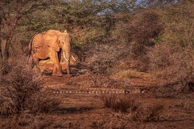 Elephant S NZ93171