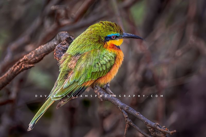 Cinnamon Chested Bee Eater NZ90339