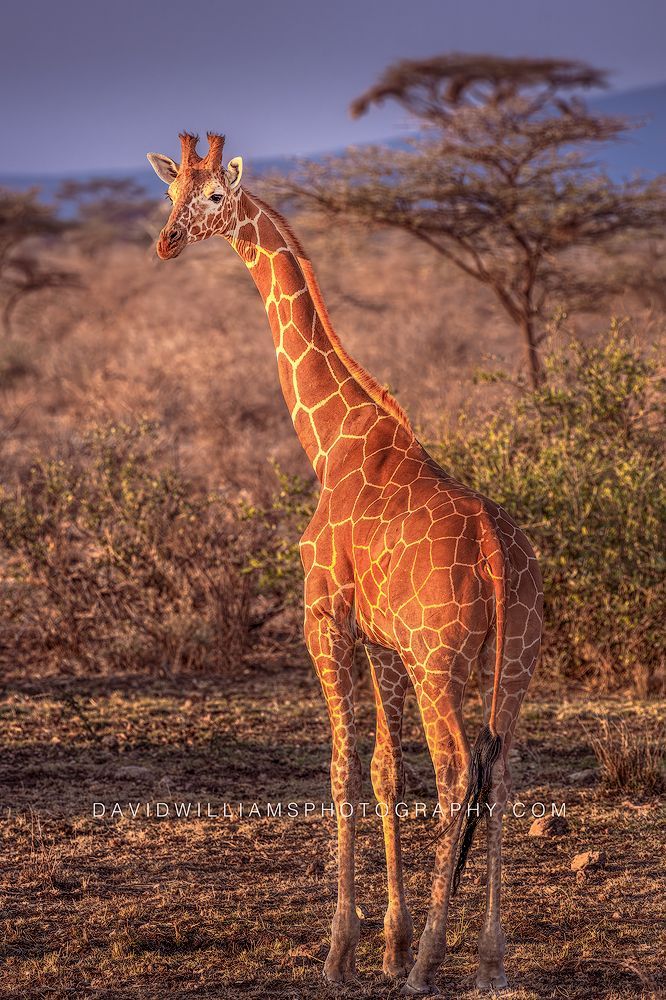 Giraffe S NZ90198