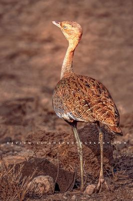 Black Bellied Bustard NZ90060 Black Bellied Bustard NZ90060