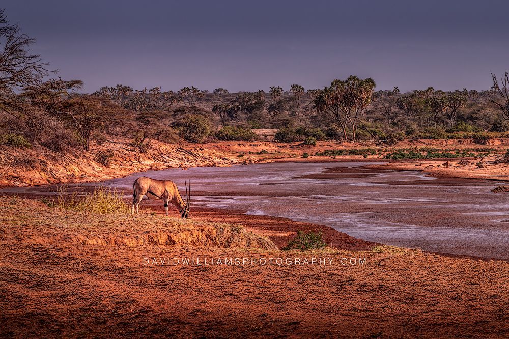 East African Oryx NZ92859 East African Oryx NZ92859