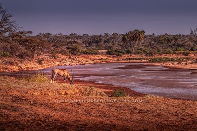 East African Oryx NZ92859 East African Oryx NZ92859
