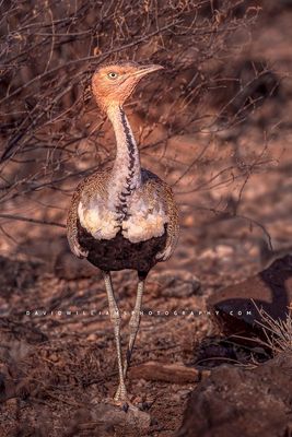 Black Bellied Bustard NZ90045 Black Bellied Bustard NZ90045