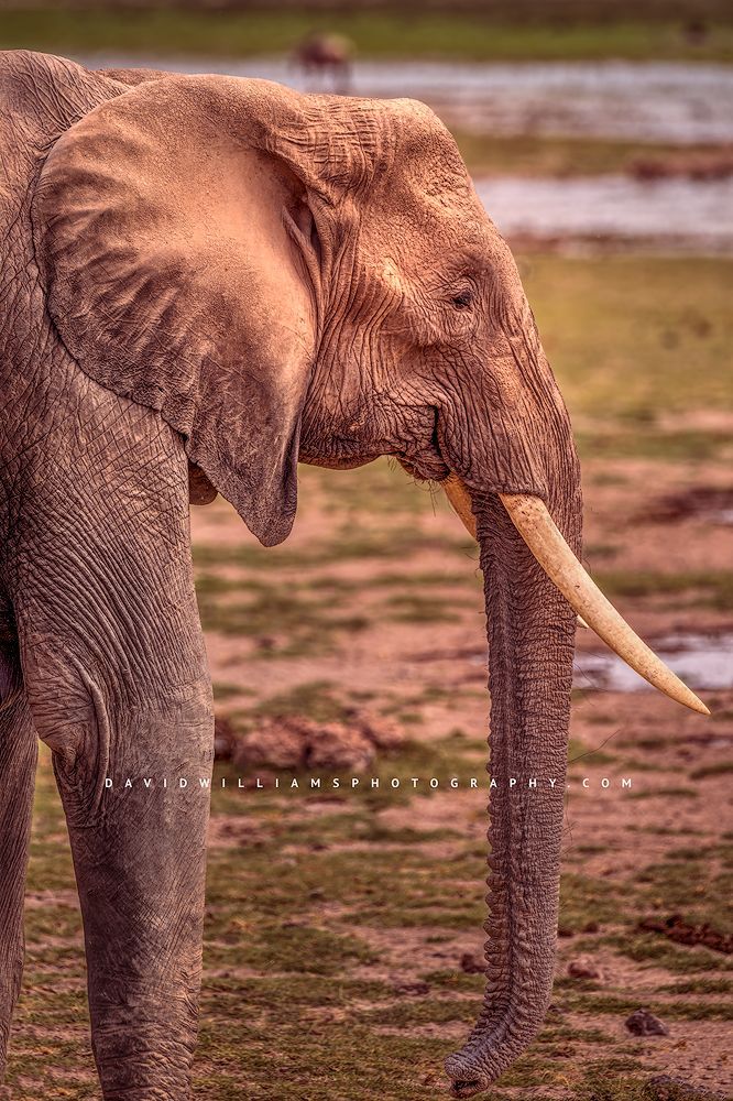 Elephant S NZ97522