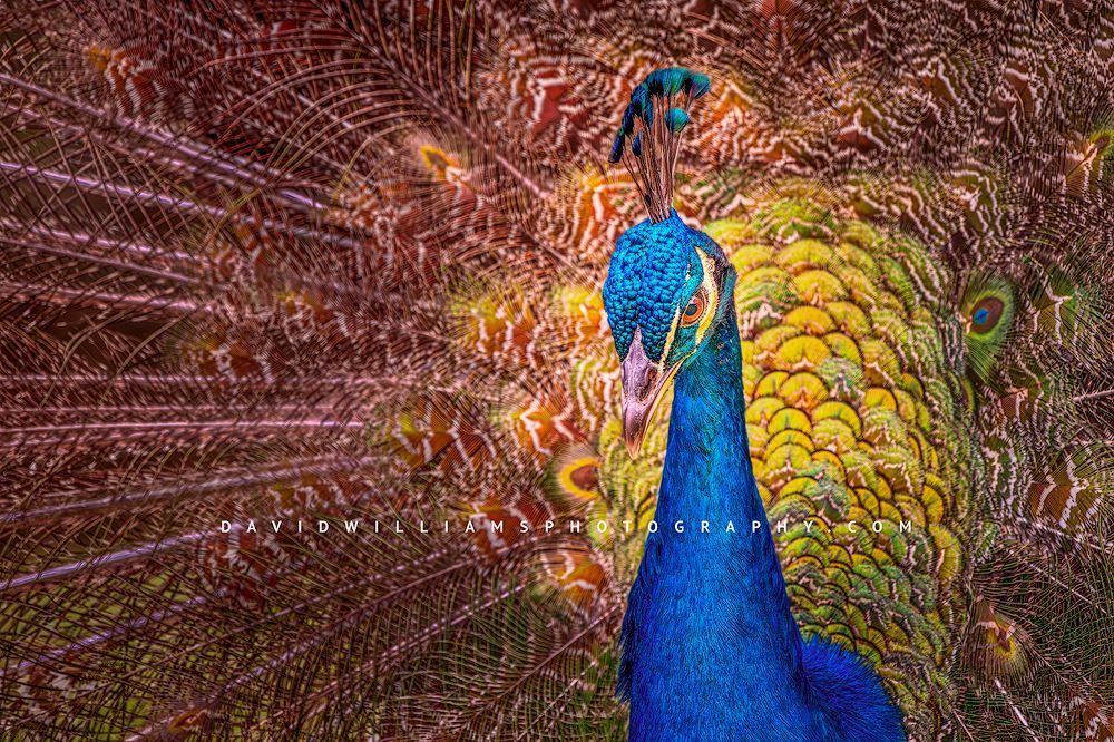 Indian Peafowl NZ98774 Indian Peafowl NZ98774
