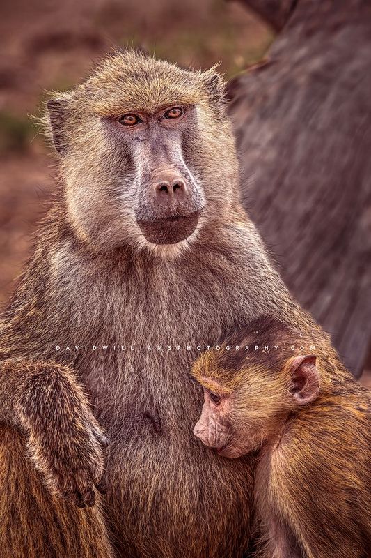 Baboon GP NZ98318 Baboon GP NZ98318
