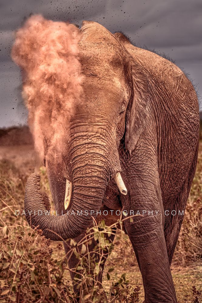 Elephant S NZ97433
