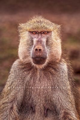 Baboon GP NZ98291 Baboon GP NZ98291