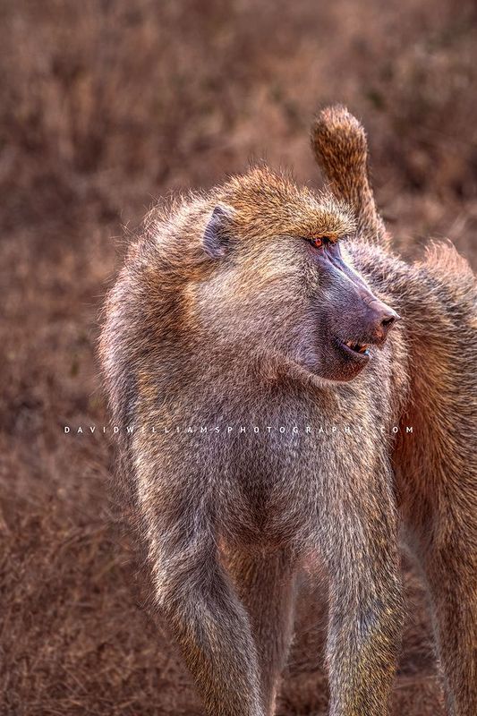Baboon_D854988 Baboon_D854988