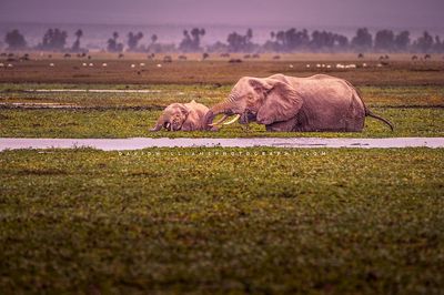 Elephant-GP_NZ95093 Elephant-GP_NZ95093