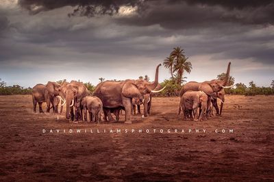 Elephant-GP_BKT5970 Elephant-GP_BKT5970