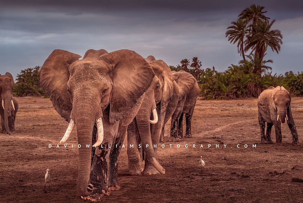 Elephant-GP_BKT5981 Elephant-GP_BKT5981