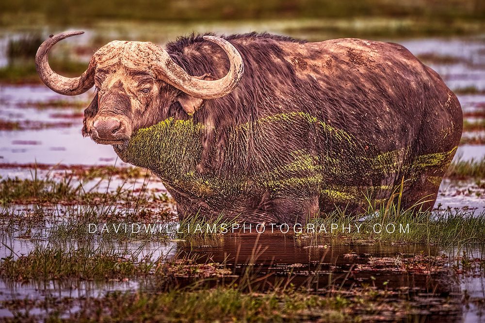 African-Buffalo-S_NZ95283