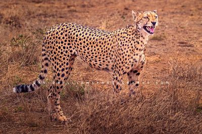 Cheetah-S_NZ95437 Cheetah-S_NZ95437