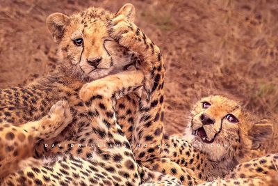 Cheetah-GP_NZ95501 Cheetah-GP_NZ95501