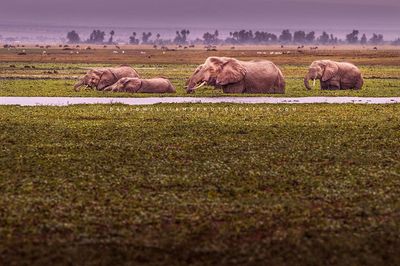 Elephant-GP_NZ95110 Elephant-GP_NZ95110