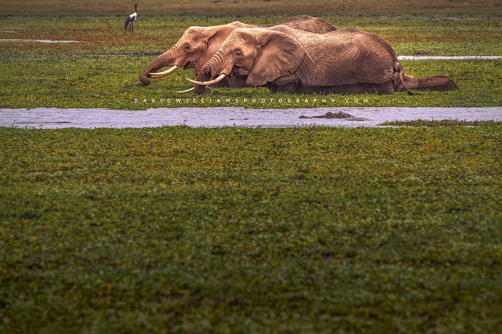 Elephant-GP_NZ95136 Elephant-GP_NZ95136