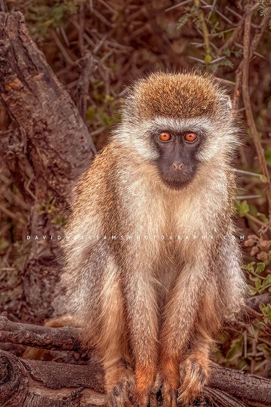 Vervet-S_BKT6034 Vervet-S_BKT6034