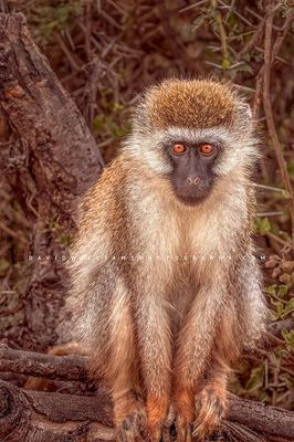 Vervet-S_BKT6034 Vervet-S_BKT6034