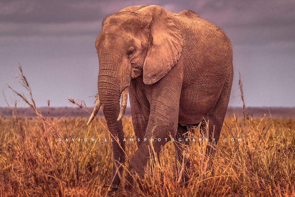 Elephant-S_NZ95080 Elephant-S_NZ95080