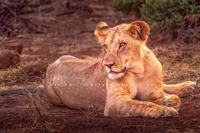 Lion-S_D857667 Lion-S_D857667