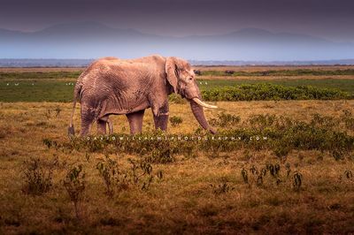 Elephant-S_BKT5995 Elephant-S_BKT5995