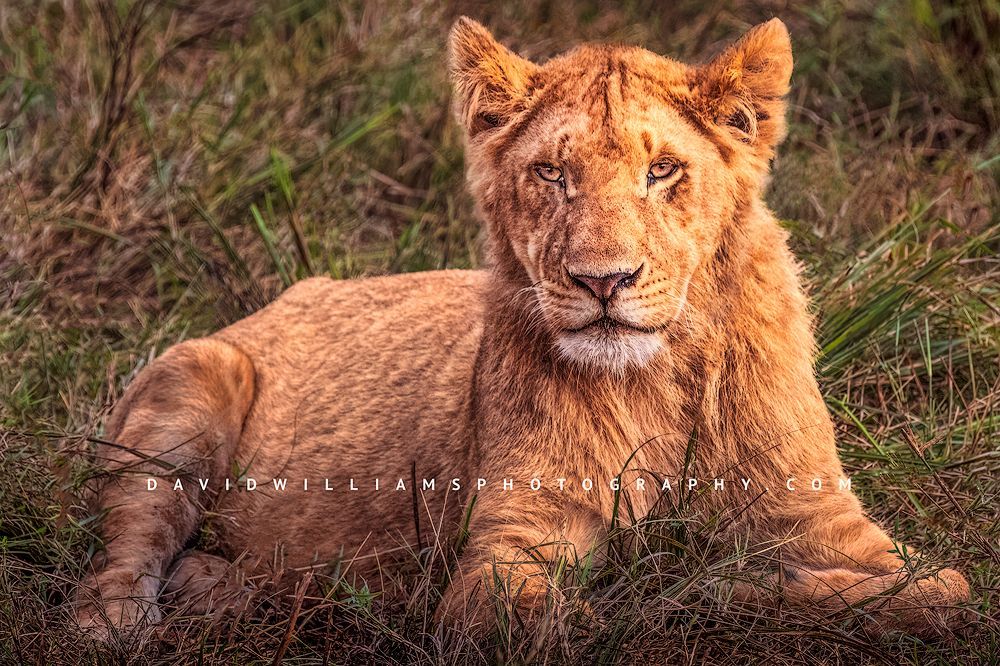 Lion-S_BKT3421 Lion-S_BKT3421