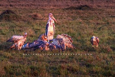 Stork-GP_BKT3574 Stork-GP_BKT3574