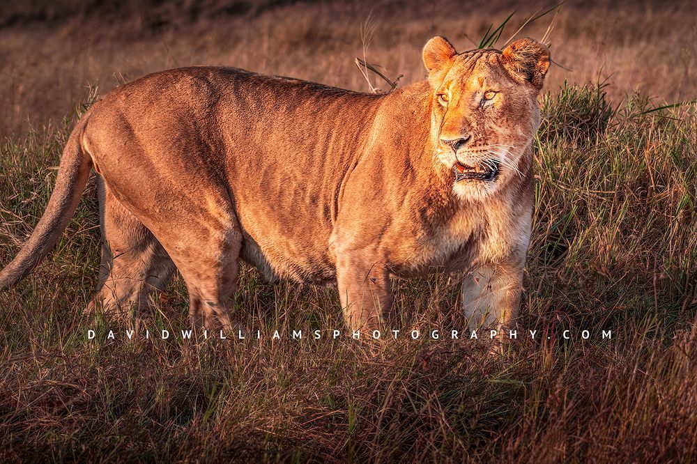Lion-S_BKT3639 Lion-S_BKT3639