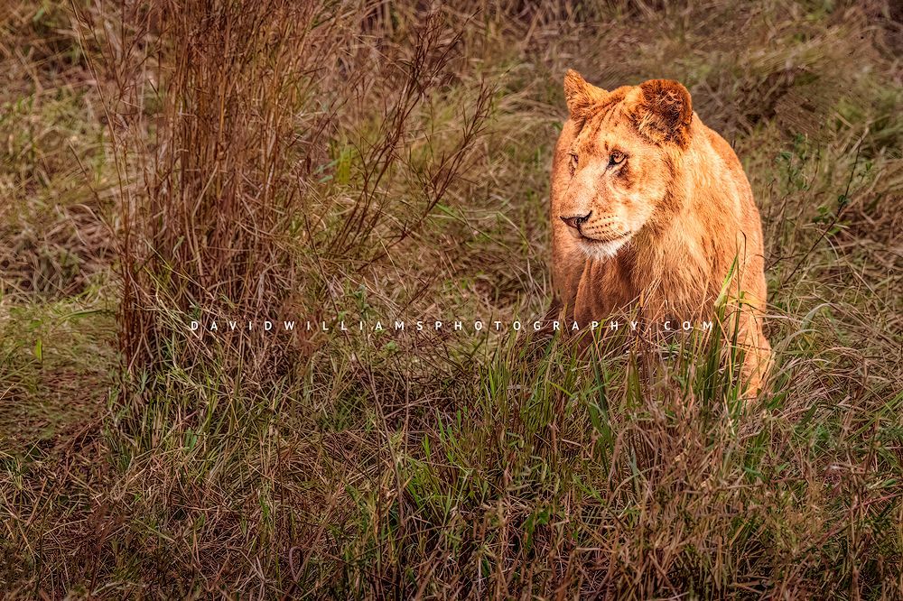 Lion-S_BKT3409 Lion-S_BKT3409