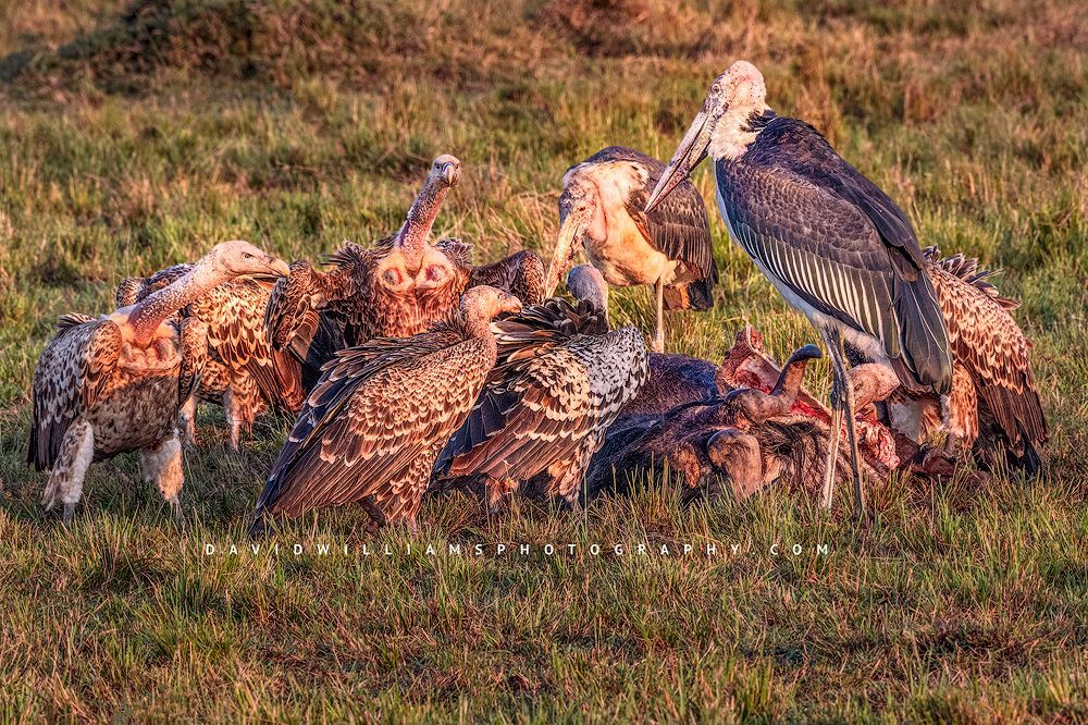 Vultures-GP_BKT3600 Vultures-GP_BKT3600