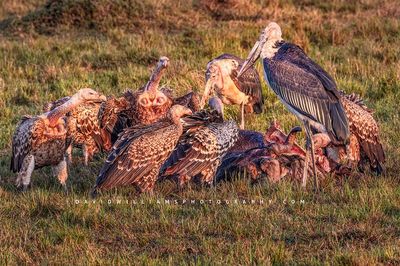 Vultures-GP_BKT3600 Vultures-GP_BKT3600