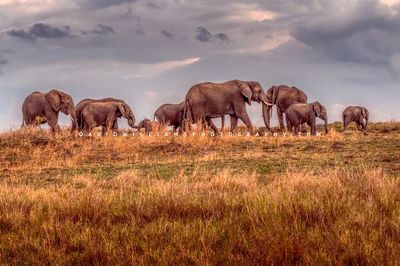 Elephant-GP_BKT3057 Elephant-GP_BKT3057