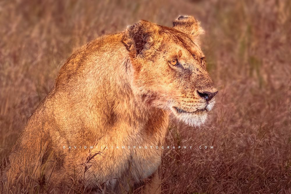 Lion-S_BKT1633 Lion-S_BKT1633