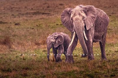 Elephant-GP_BKT2941 Elephant-GP_BKT2941