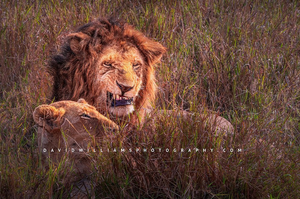 Lion-GP_BKT2111 Lion-GP_BKT2111