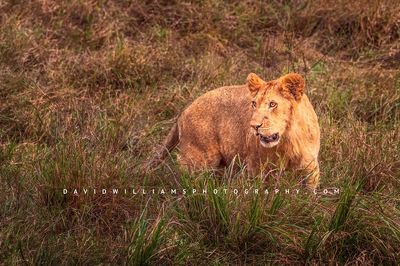 Lions-S_BKT3385 Lions-S_BKT3385