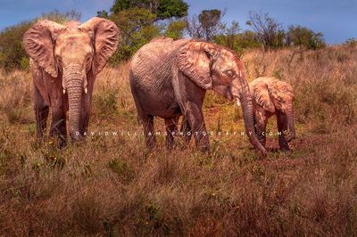 Elephant-GP_BKT2511 Elephant-GP_BKT2511
