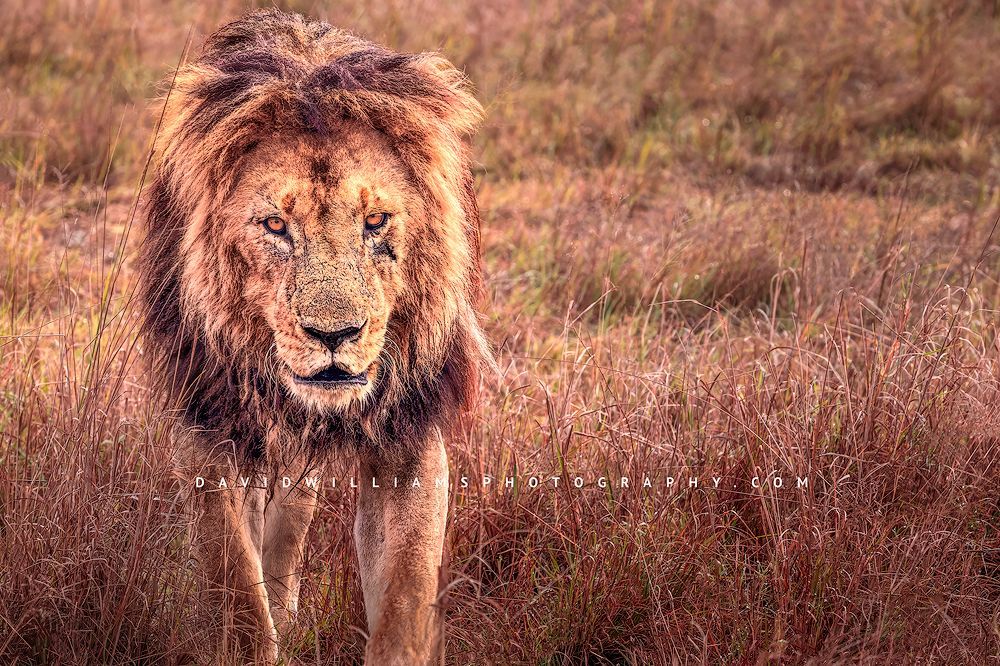 Lion-S_BKT0994 Lion-S_BKT0994