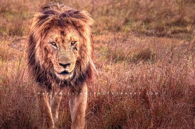 Lion-S_BKT0994 Lion-S_BKT0994