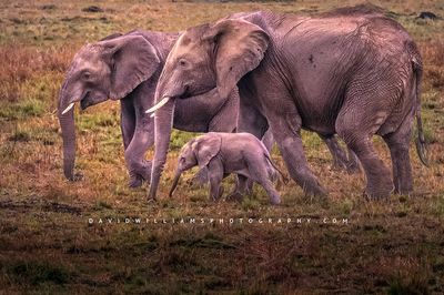 Elephant-GP_BKT2947 Elephant-GP_BKT2947